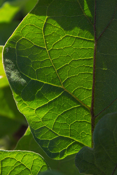 Close up shot of green leaf texture - Fotó, kép