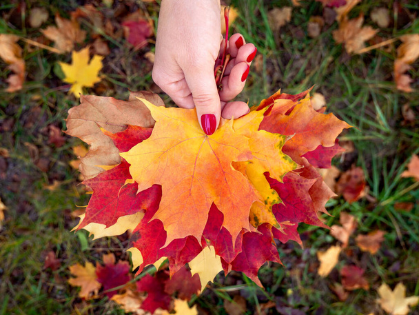 Hojas de arce de colores en la mano de las niñas. Humor de otoño - Foto, Imagen