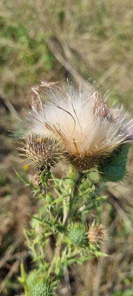 трава дующая на ветру, цветок - Фото, изображение