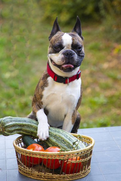 bulldog francés con verduras en una cesta muestran la cosecha del jardín, calabacín, tomates pepinos - Foto, Imagen
