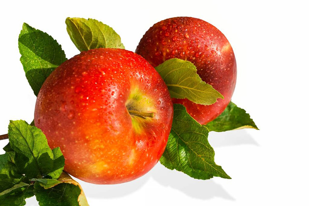 Un conjunto de manzanas maduras en una rama se aíslan en blanco - Foto, Imagen