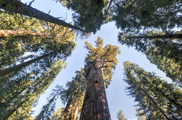 Obecné sherman sequoia strom - Fotografie, Obrázek
