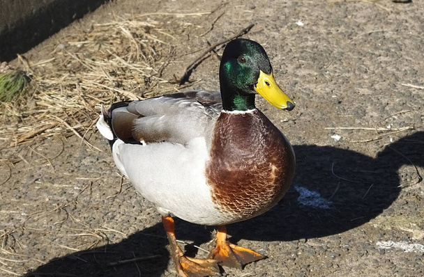 Mallard Duck staat op een boerderij - Foto, afbeelding