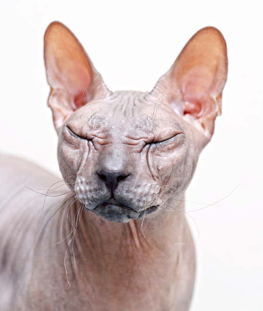 Beau chat sphynx de race pure
 - Photo, image