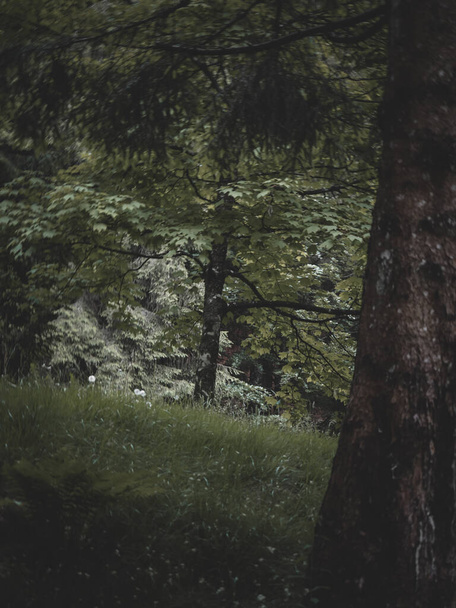 a great view on an italian forest - Zdjęcie, obraz