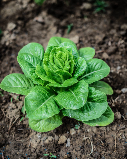 A selective closeup of lettuce growing in the soil - 写真・画像