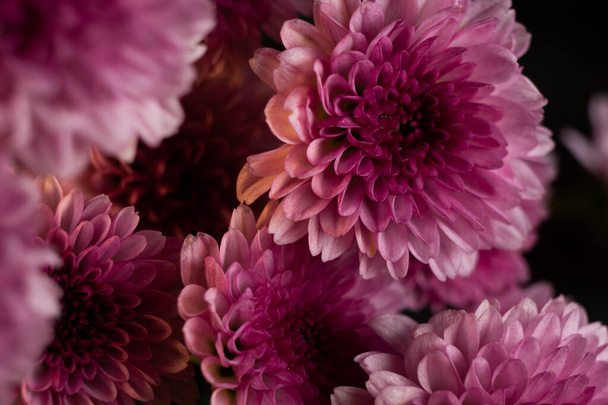 A selective focus shot of pink chrysanthemum heads on a dark background - Fotoğraf, Görsel