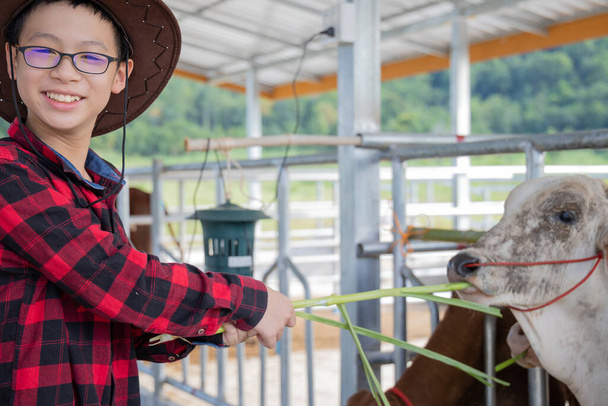 Felice asiatico ragazzo alimentazione mucche in stalla - Foto, immagini