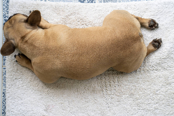 A top view of a french bulldog sleeping on a white mat - Fotó, kép