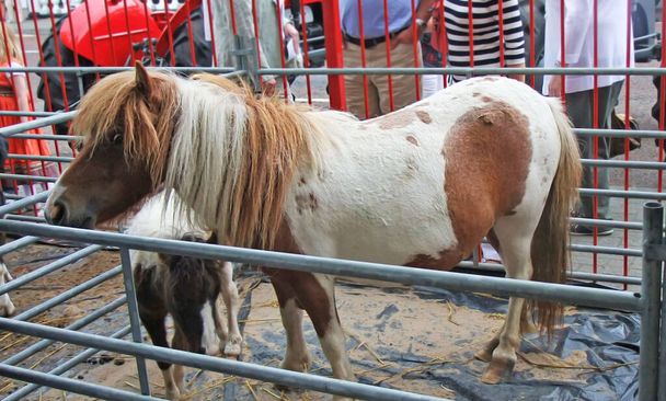 Pony e puledro al Salone dell'Agricoltura in Irlanda del Nord - Foto, immagini