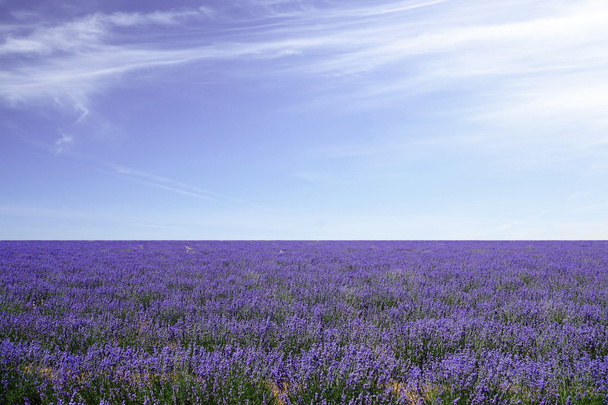 Lavender τους τομείς κατά μπλε ουρανό   - Φωτογραφία, εικόνα