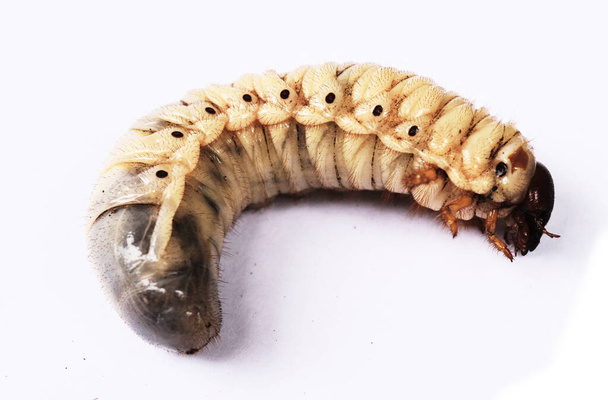 The worm of Coconut rhinoceros beetle , Larva on white background - Photo, Image