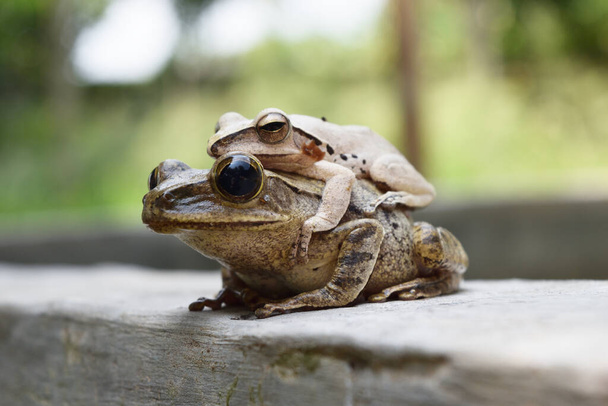 Anfibios en Asia tropical, Criatura local en Tailandia, El apareamiento común de ranas arbóreas por el macho es abrazado en la espalda femenina - Foto, imagen