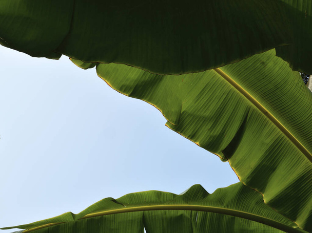 バナナの葉の閉鎖、アブストラクトの背景、真ん中に小さな線で描かれた緑の表面、テキストやグラフィックデザインを追加するためのテクスチャ  - 写真・画像