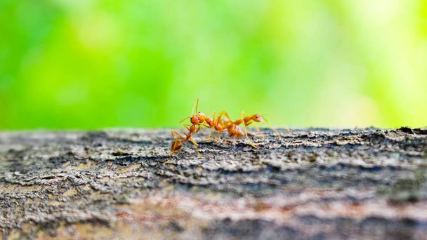 Rote Ameisen küssen sich an einem Baum, Liebesdreieck - Foto, Bild