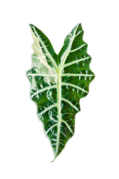 Listy rostliny alokázie amazonica sanderiana izolované na bílém. Alocasia sanderiana býk s velkými zelenými listy čistič vzduchu rostlina uvnitř. - Fotografie, Obrázek