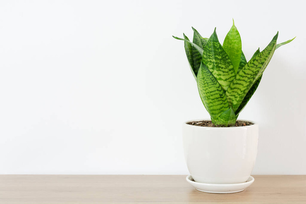 Snake plant green leaf in white ceramic on wood table white home. hahnii house plant air purifying minimal design. Mother-in-law's Tonguet. Sansevieria trifasciata hort. - Foto, afbeelding