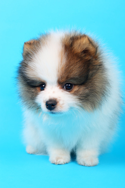 Spitz puppy - 写真・画像