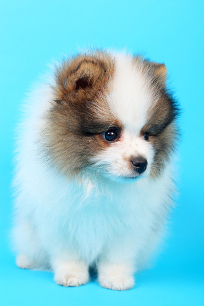 Spitz puppy - Foto, immagini