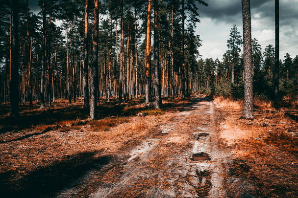 Дорога посреди леса с высокими деревьями - Фото, изображение