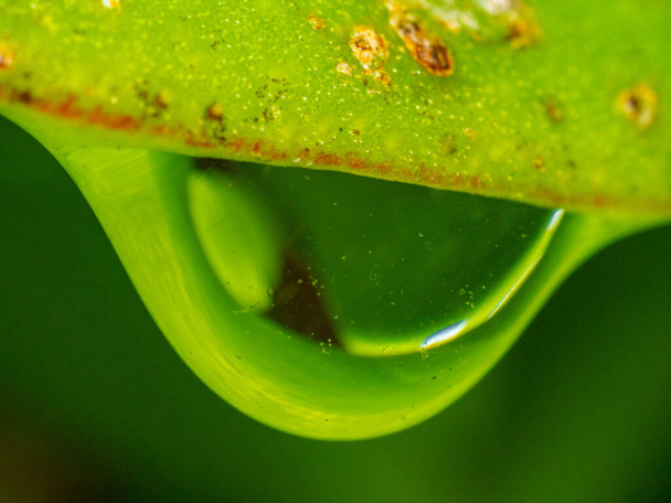 A macro shot of a water drop on the green tree branch - Foto, afbeelding