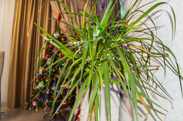 背景にはドラセナの花とクリスマスツリーを持つ部屋のお祭りのインテリア. - 写真・画像