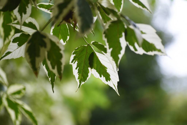 Listy javoru. Sapindaceae listnatý keř. Barevné listové rostliny a symbolové stromy. - Fotografie, Obrázek