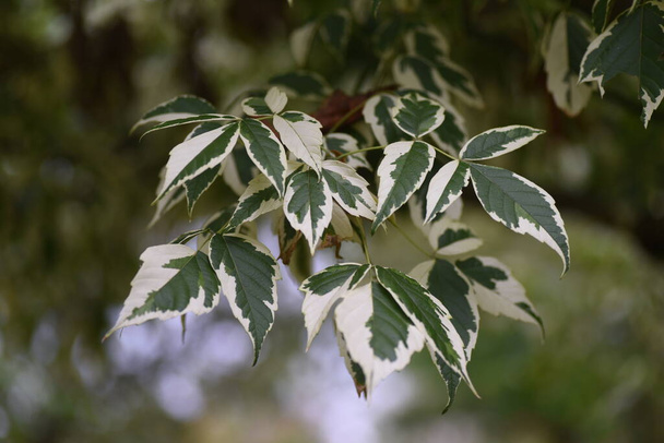 Boxelder maple leaves. Sapindaceae deciduous shrub. Color leaf plants and Symbol trees. - Photo, Image