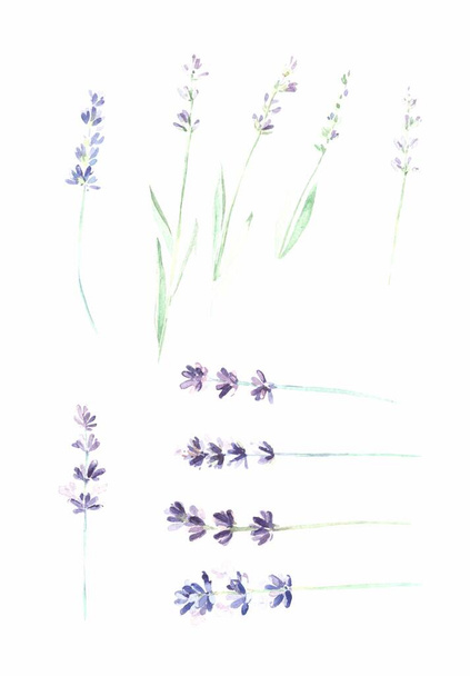 set watercolor flowers background medicinal herbs lavender - Foto, afbeelding