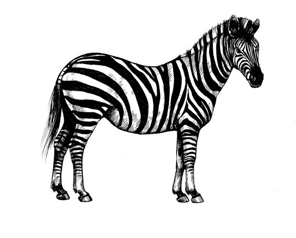 graphic background illustration, zebra wild striped horse - 写真・画像