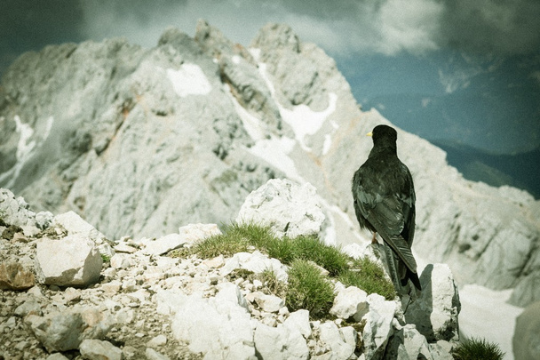 Alpine chough sitting on a rock - Photo, Image