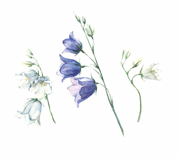 set watercolor flowers background mountain bell blue - Foto, imagen