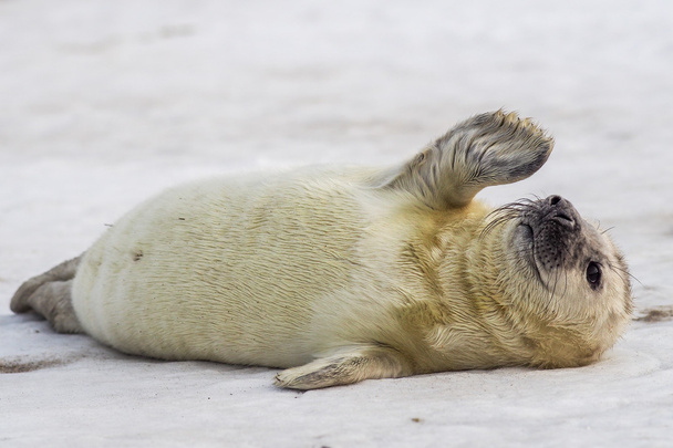 Cachorro de foca gris esperando a su madre
 - Foto, imagen