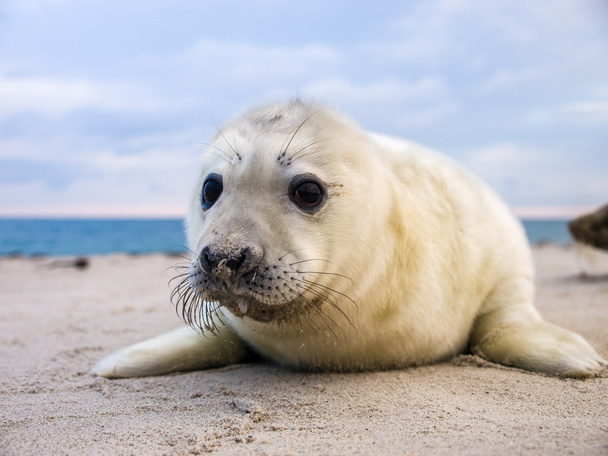 Puppy sea lion - Photo, Image