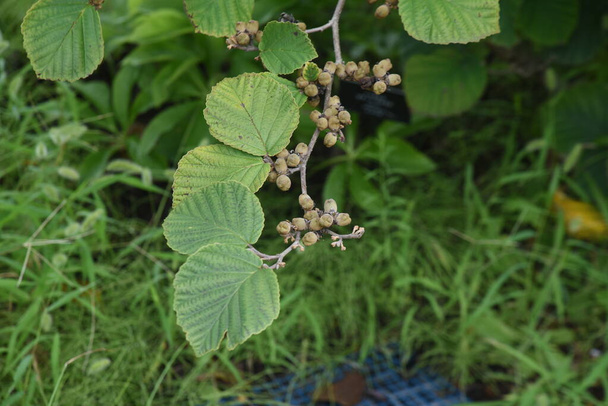 Japanese witch hazel fruits. Hamamelidaceae deciduous shrub. - Photo, Image