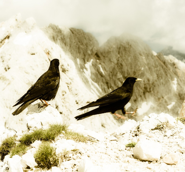 Pair of alpine choughs - Photo, Image