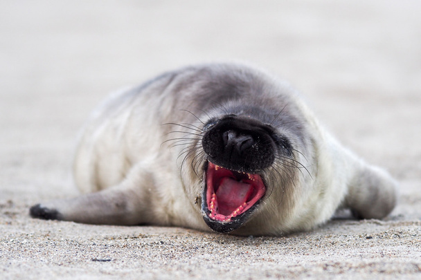 Серый тюлень
 - Фото, изображение