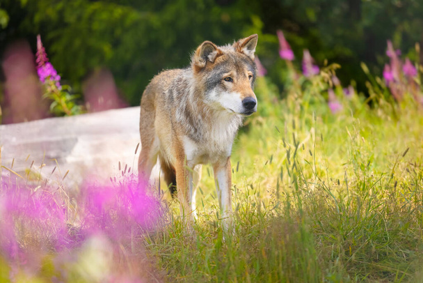 Hermoso lobo gris adulto grande en hermoso prado de hierba en el bosque - Foto, Imagen