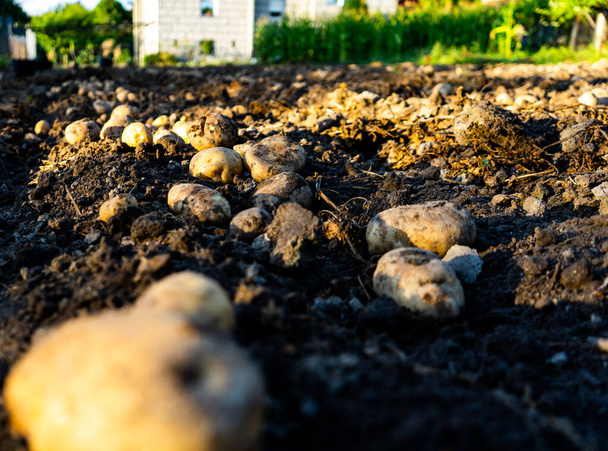 много картофеля недавно извлечены из земли для сбора и отбора - Фото, изображение