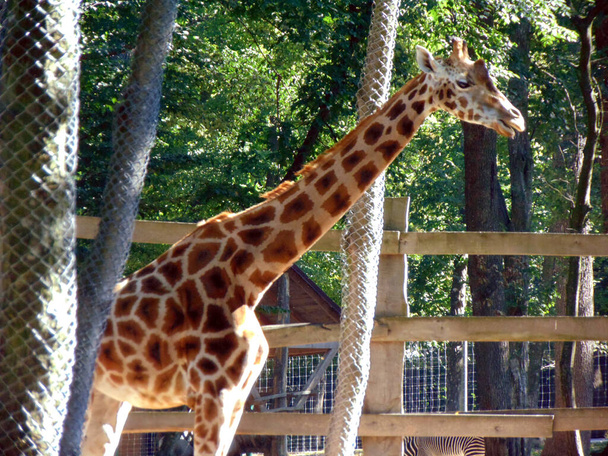 жираф в вольере - животные - Фото, изображение