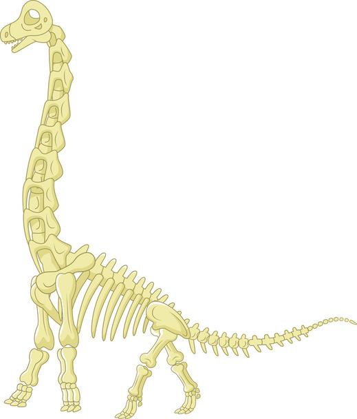 竜脚類の骨格 - ベクター画像