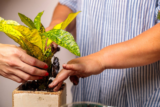 A woman puts soil into a new ceramic pot with a transplanted flower. - Fotó, kép