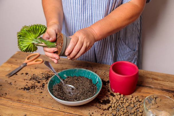 A woman transplants a houseplant, a flower in a ceramic pot. - Fotó, kép