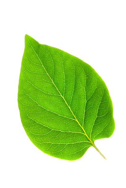 Green leaf on isolated white background - Photo, Image