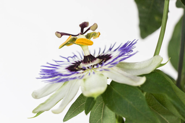 крупним планом квітуча квітка пристрасті з білим тлом
 - Фото, зображення