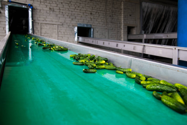 Conservation des légumes. Une ligne industrielle pour le traitement et la conservation des concombres. Les concombres frais sont lavés, marinés et conservés dans des bocaux en verre pour un stockage à long terme - Photo, image