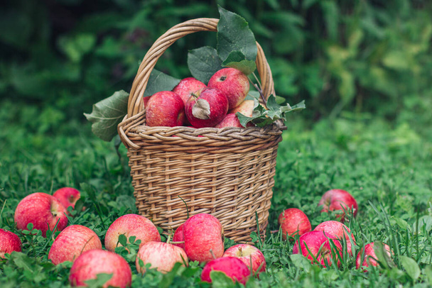 A wicker basket with fresh red apples on the green grass of the lawn. Autumn image, autumn photo, food decor, autumn light - Фото, зображення
