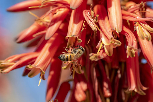 バルバドスアロエベラ蜜を吸い、受粉する蜂と一緒に花を咲かせます。花アロエベラとともに蜂. - 写真・画像