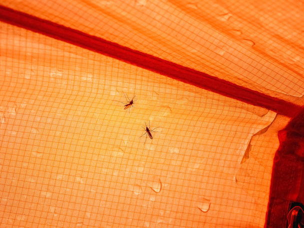 Selective focus. Two mosquitoes are sitting on an orange wet tent. Close-up. The midge is on a hike. - 写真・画像