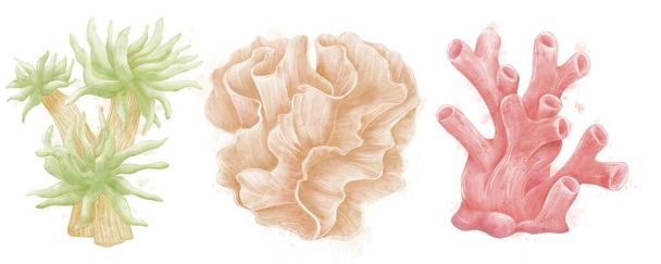 Akvarelové dekorativní ilustrace řas a korálů, zelené, béžové a červené na bílém pozadí - Fotografie, Obrázek